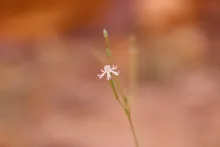 Silene linearis flower