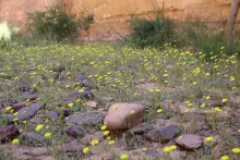 Whole plant