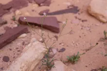 Whole plant