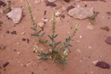 Whole plant