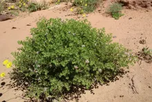 Whole plant