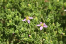 Zygophyllum molle flowers