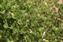 Zygophyllum molle leaves