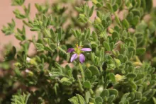 Zygophyllum molle flower