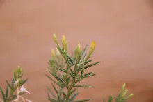 Iphiona scabra flowers