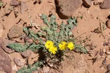 Whole plant