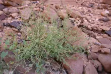 Whole plant