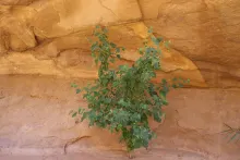 Whole plant