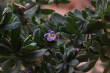 Lycium shawii flower