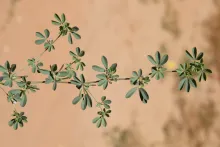 Lotus glinoides stem