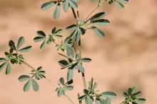 Lotus glinoides leaves and fruits