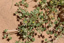 Whole plant