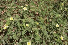 Whole plant