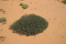 Whole plant