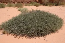 Whole plant