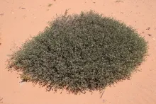 Whole plant