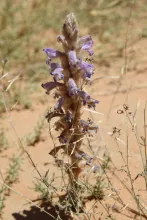 Whole plant