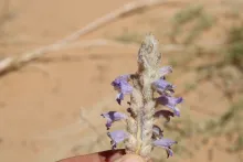 Whole plant