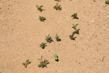 Vachellia gerrardi seeflings