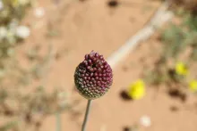Flowers of Allium atroviolaceum