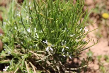 Whole plant