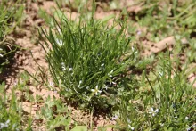 Whole plant
