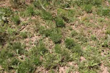Whole plant