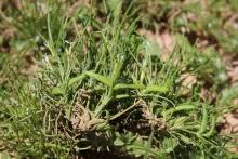 Leptaleum filifolium fruits
