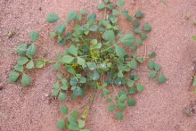 Whole plant