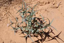 Whole plant