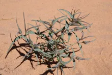 Whole plant