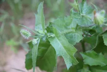 Urospermum picroides leaves