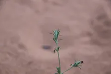 Crucianella membranacea stem