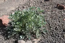 Whole plant