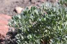 Ducrosia flabellifolia leaves