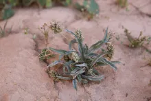 Plantago amplexicaulis flowers