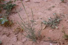 Whole plant