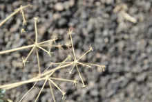 Ducrosia flabellifolia fruits