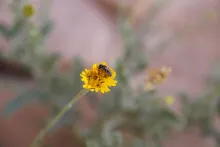 Pulicaria incisa flowers