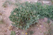 Whole plant