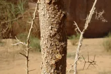 Vachellia gerrardi bark