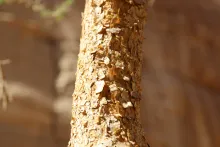 Vachellia gerrardi bark