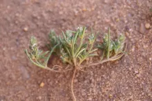 Whole plant