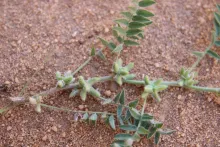 Astragalus tribuloides fruits