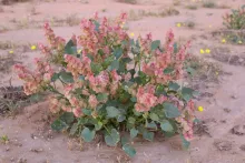 Whole plant