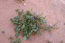 Whole plant