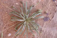 Plantago albicans leaves