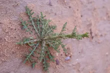Launaea mucronata leaves