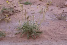 Whole plant