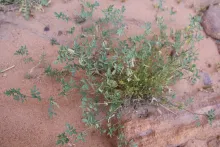 Whole plant
